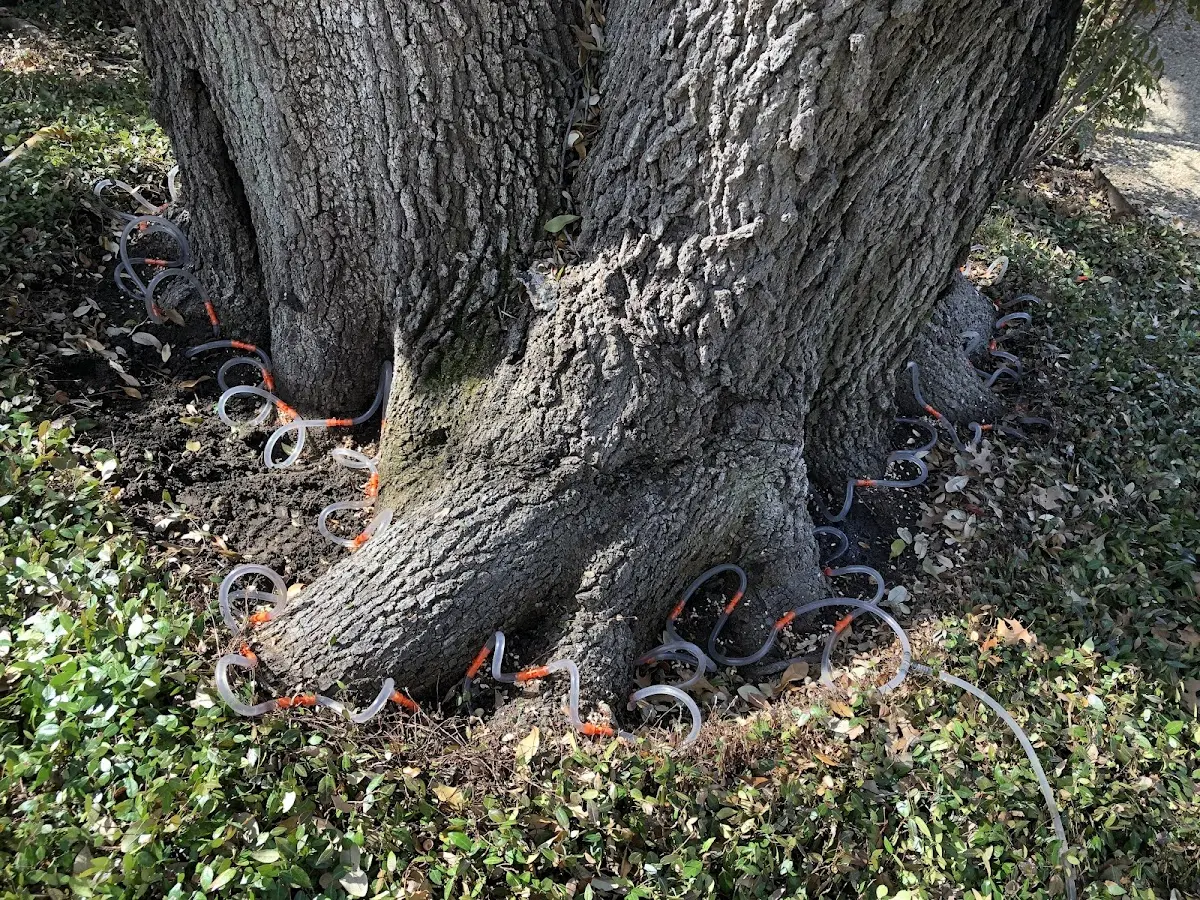 Detailed Tree Cabling and Bracing job site in Yorktown