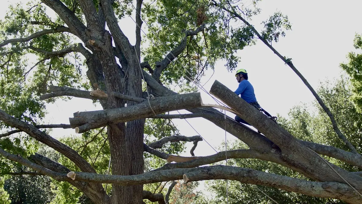 Professional Crown Thinning performed by certified arborists in Yorktown