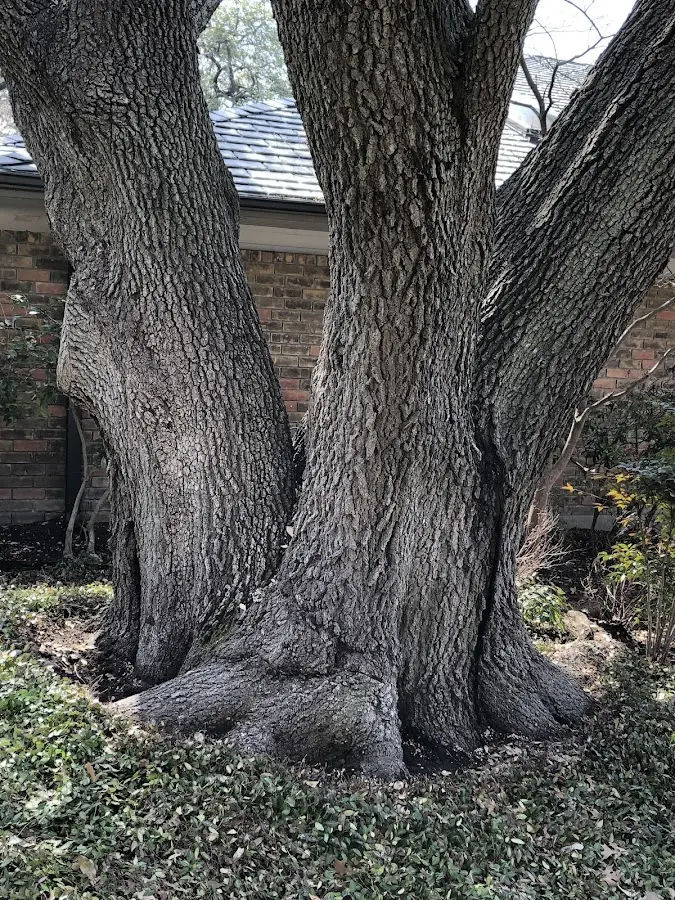 Mature heritage tree close to a Yorktown property cared for by certified arborists